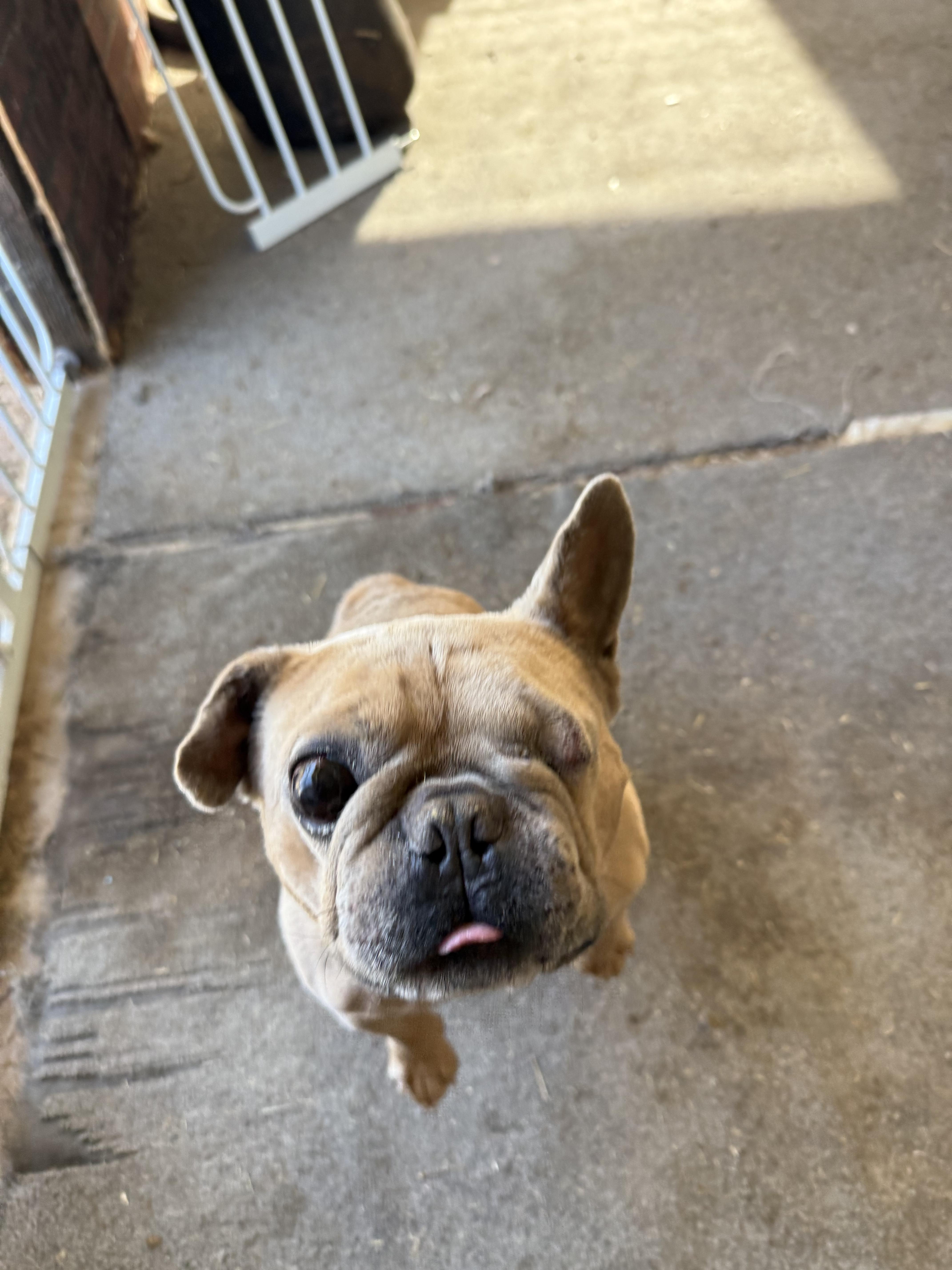 Paco, a Adoptable French Bulldog in Mesa, AZ image 2/6