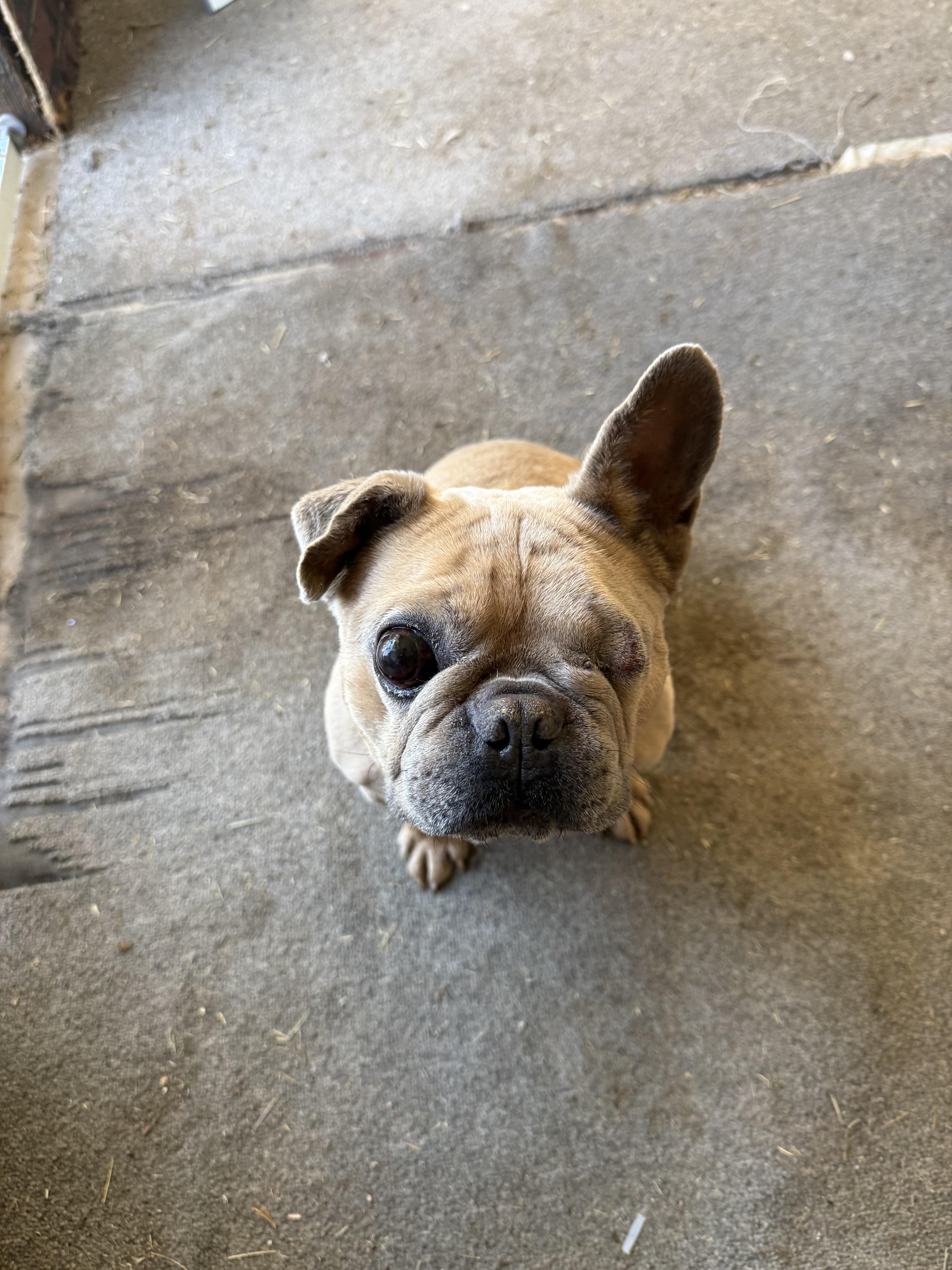 Paco, a Adoptable French Bulldog in Mesa, AZ image 3/6