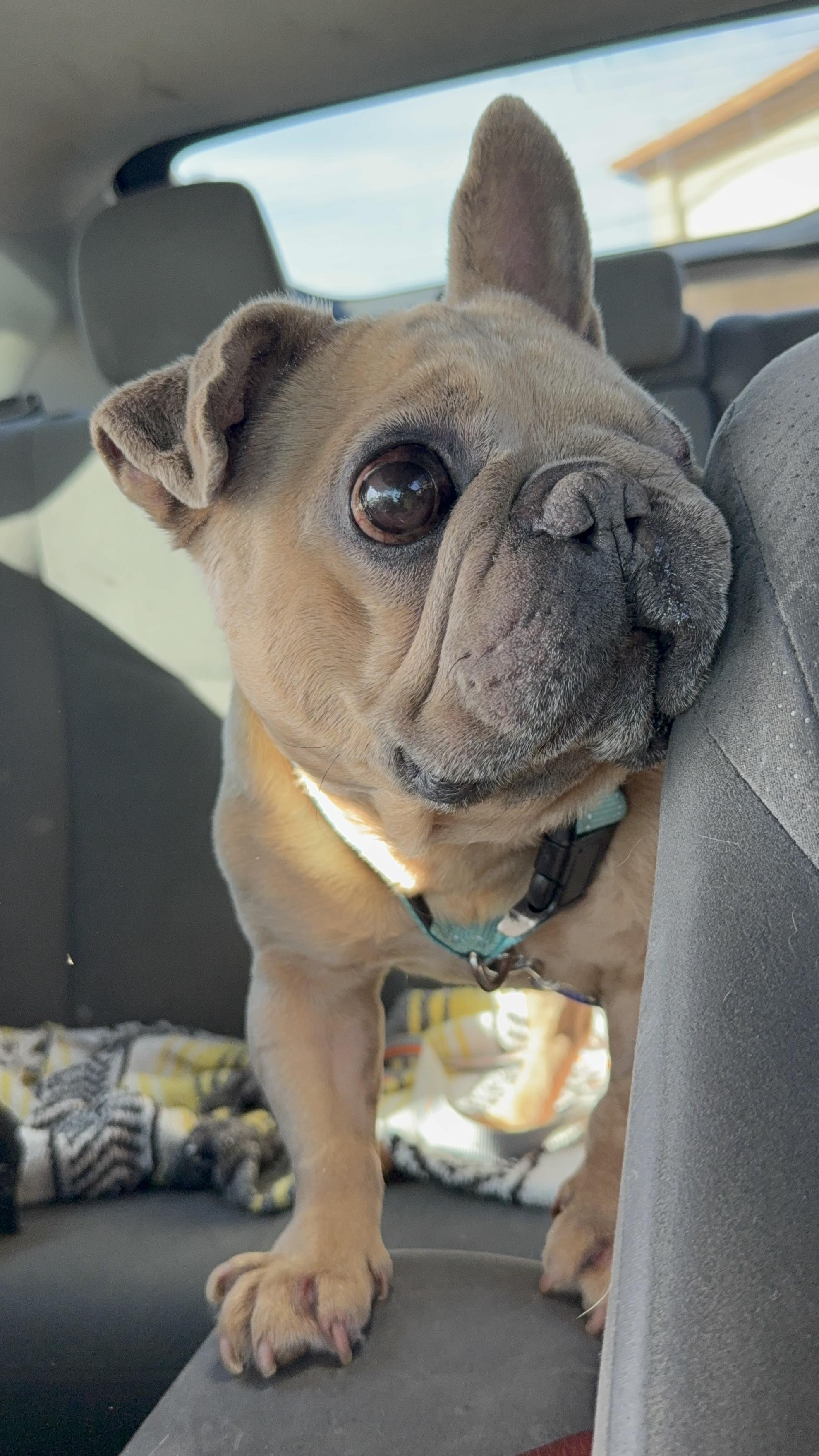 Paco, a Adoptable French Bulldog in Mesa, AZ image 4/6
