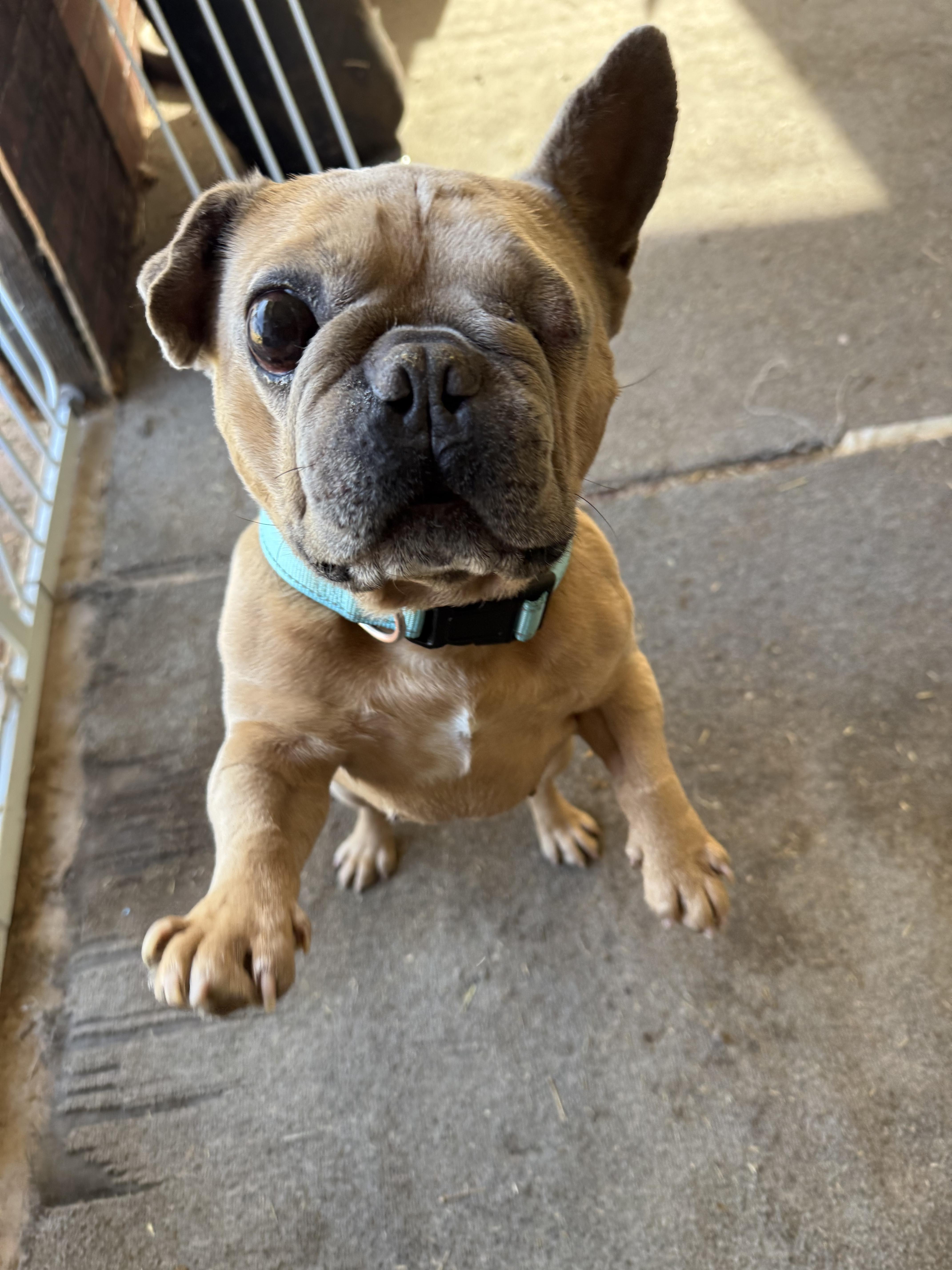 Paco, a Adoptable French Bulldog in Mesa, AZ image 5/6