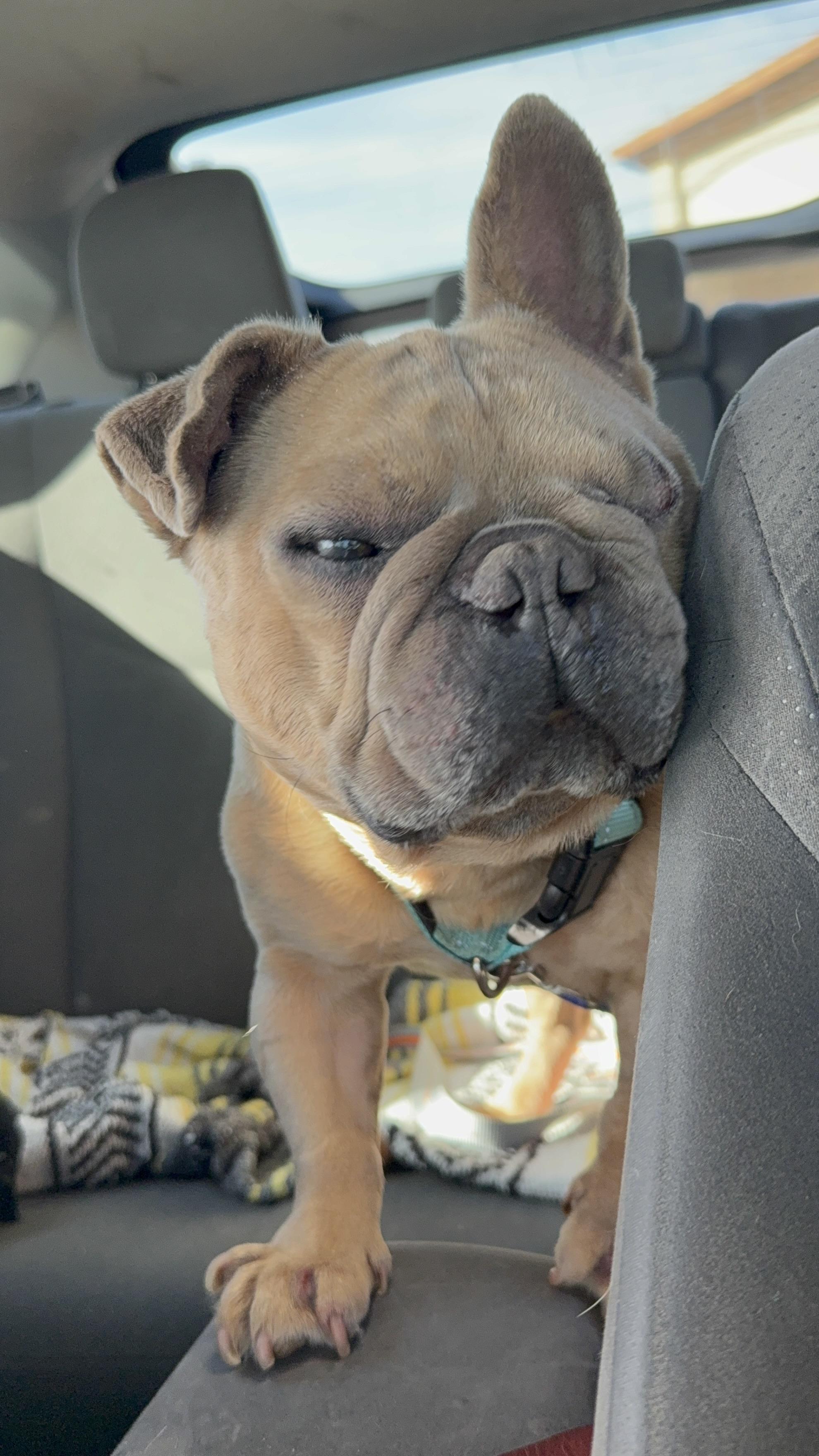 Paco, a Adoptable French Bulldog in Mesa, AZ image 6/6
