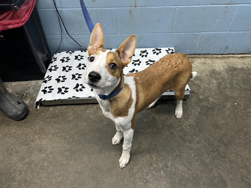 Enlarge Peanut, a Adoptable mixed breed in Evansville, IN image 1/2