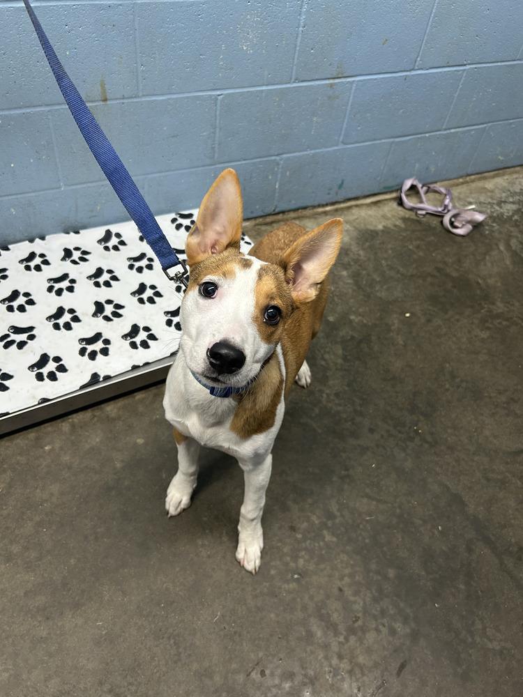 Enlarge Peanut, a Adoptable mixed breed in Evansville, IN image 2/2