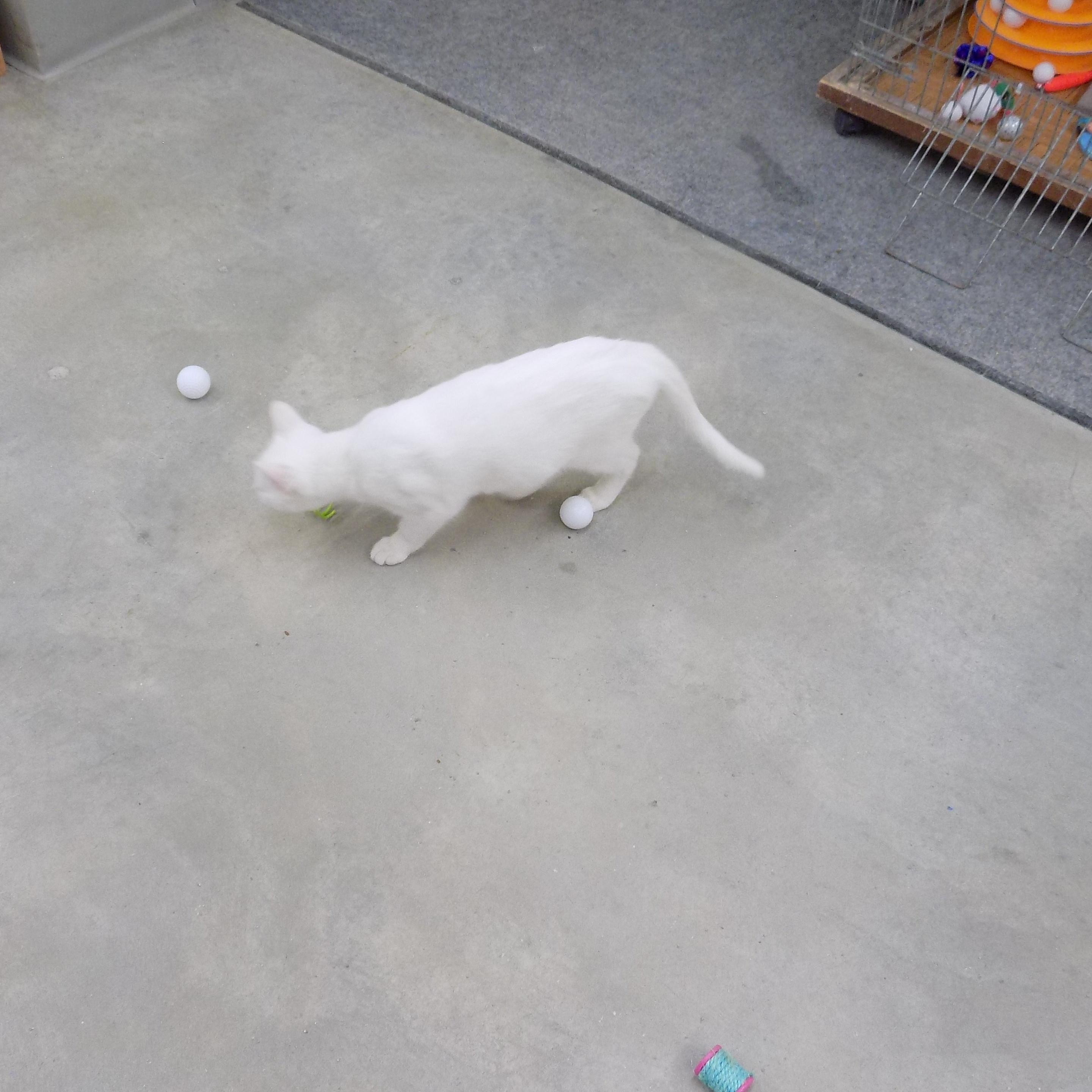 Enlarge Christian, a ADOPTABLE Domestic Short Hair in Savanna, IL image 2/2