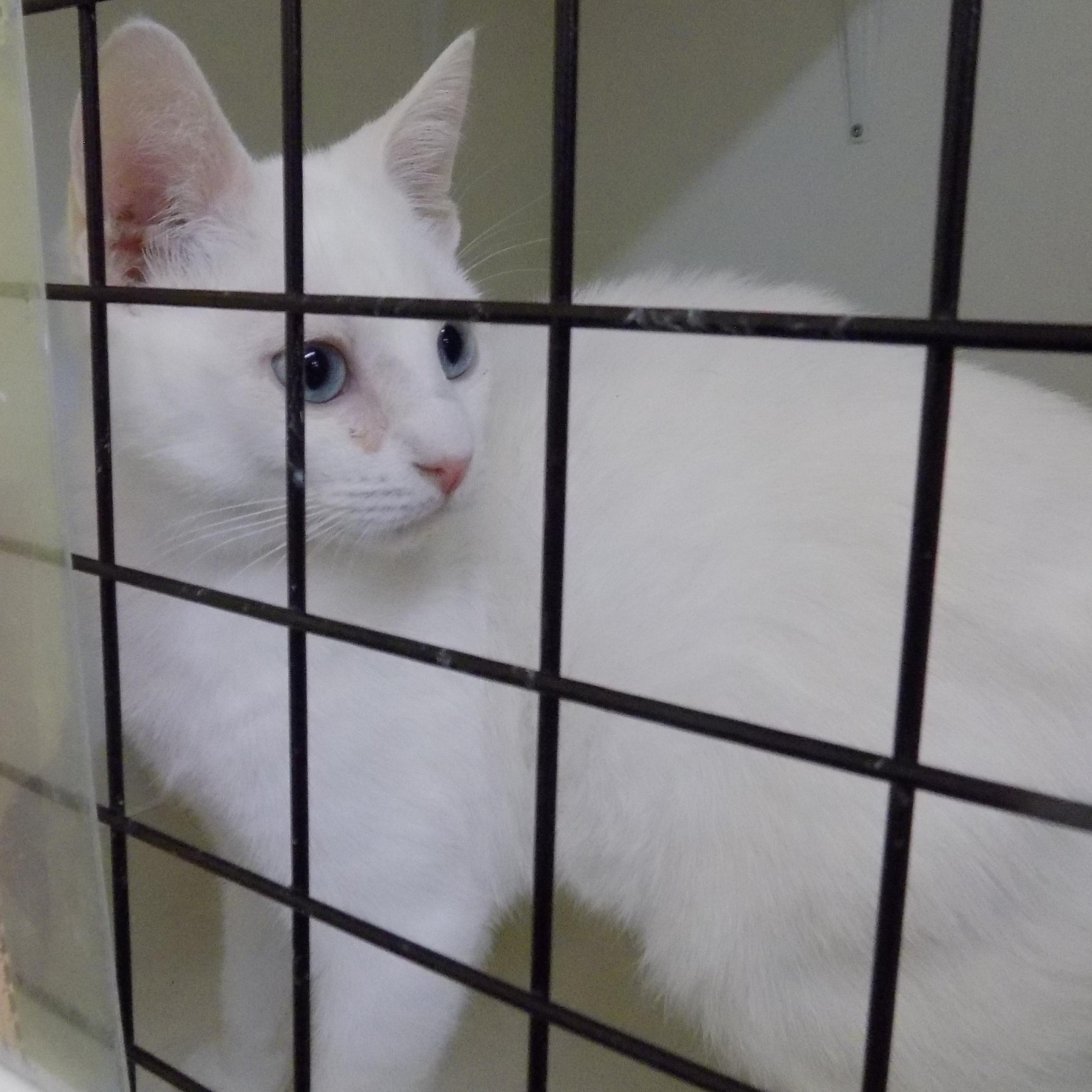 Christian, ADOPTABLE, Kitten Male Domestic Short Hair.