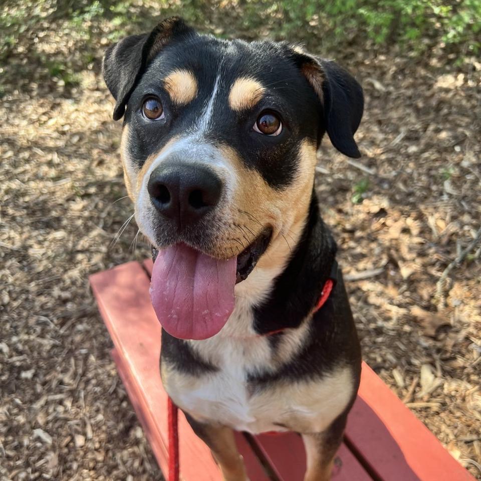 Rousey, Adoptable, Adult Female Terrier.