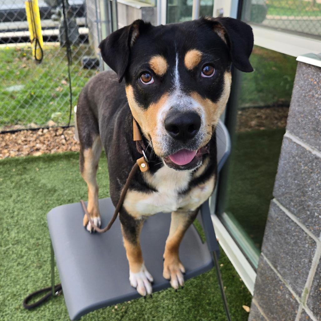 Enlarge Rousey, a Adoptable Terrier in Chattanooga, TN image 2/4