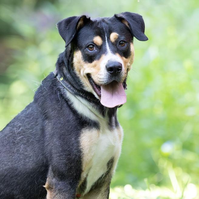Enlarge Rousey, a Adoptable Terrier in Chattanooga, TN image 3/6