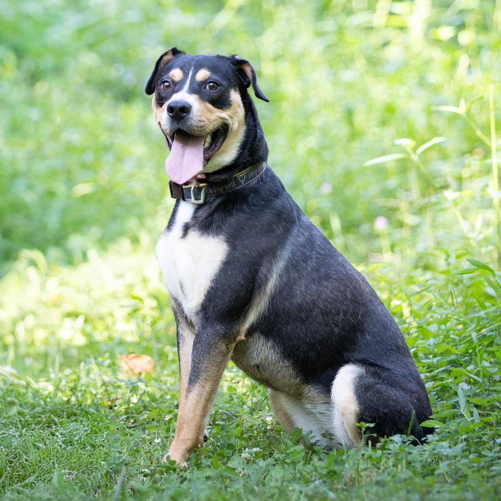 Enlarge Rousey, a Adoptable Terrier in Chattanooga, TN image 4/6