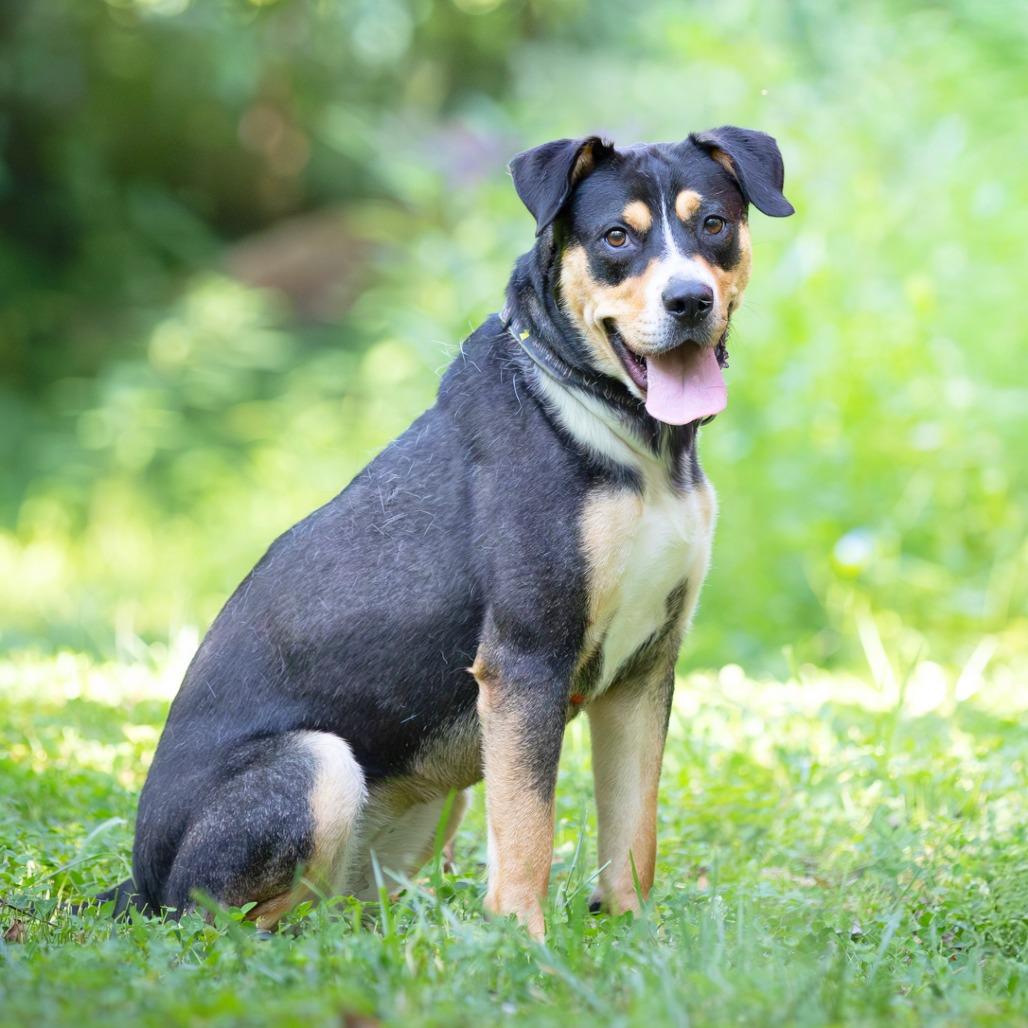 Enlarge Rousey, a Adoptable Terrier in Chattanooga, TN image 5/6