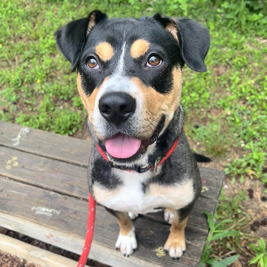 Enlarge Rousey, a Adoptable Terrier in Chattanooga, TN image 4/4