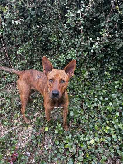 Axel, a Adoptable mixed breed in New Orleans, LA image 1/2