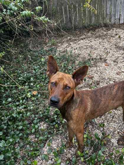 Axel, a Adoptable mixed breed in New Orleans, LA image 2/2