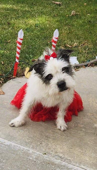 Enlarge Barbie, a Adoptable Wheaten Terrier in Temecula, CA image 1/6