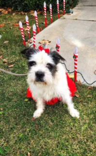 Enlarge Barbie, a Adoptable Wheaten Terrier in Temecula, CA image 4/6