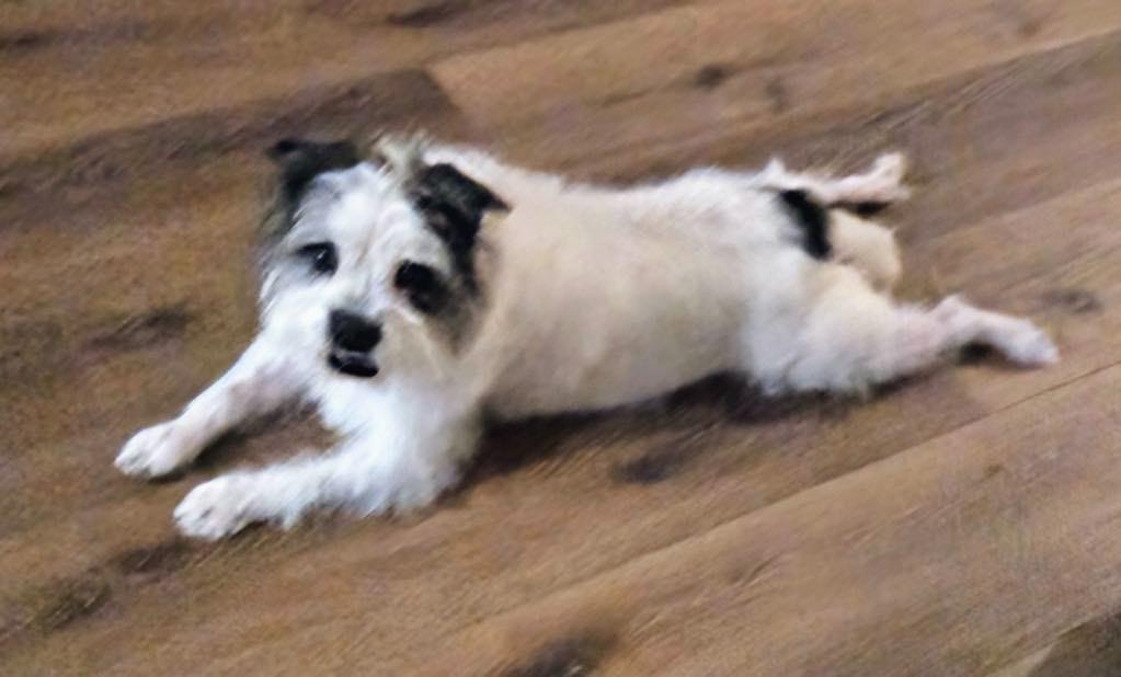 Enlarge Barbie, a Adoptable Wheaten Terrier in Temecula, CA image 3/6