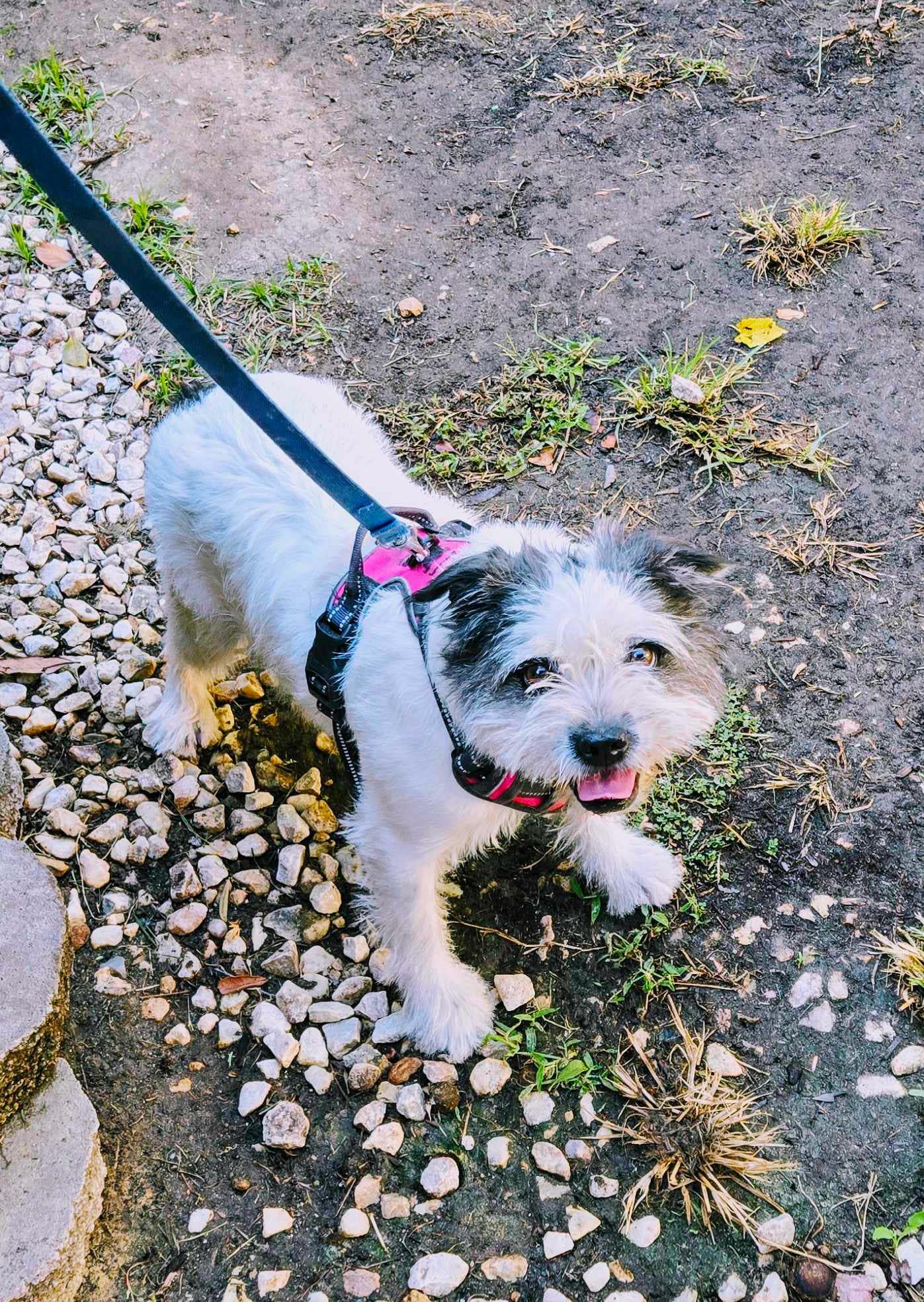 Enlarge Barbie, a Adoptable Wheaten Terrier in Temecula, CA image 5/6