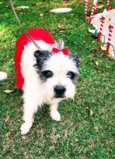 Enlarge Barbie, a Adoptable Wheaten Terrier in Temecula, CA image 2/6