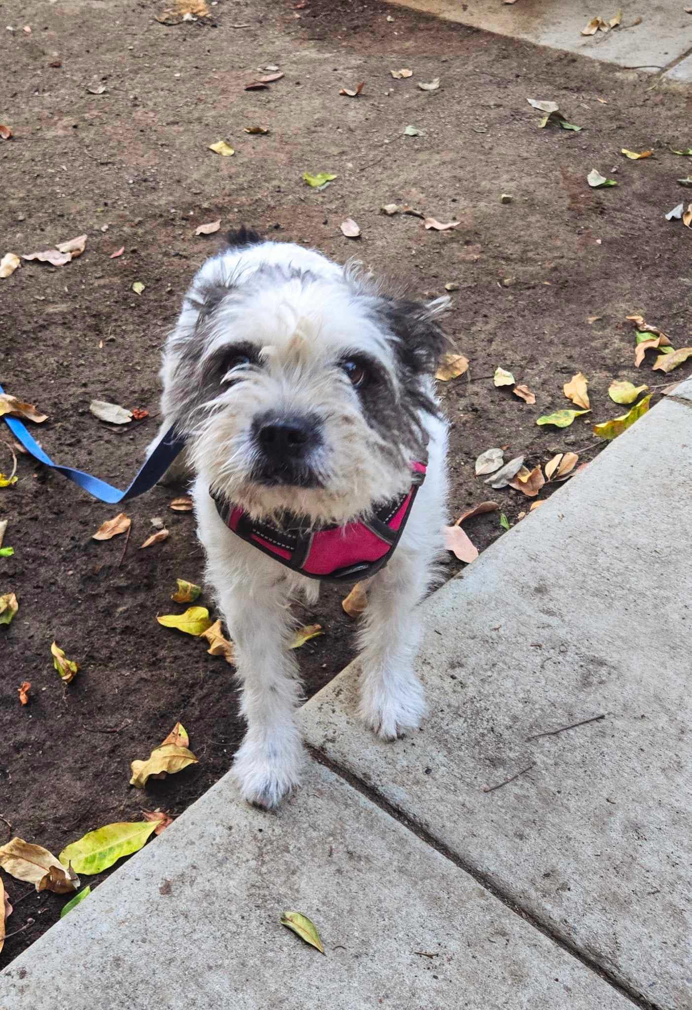 Enlarge Barbie, a Adoptable Wheaten Terrier in Temecula, CA image 6/6