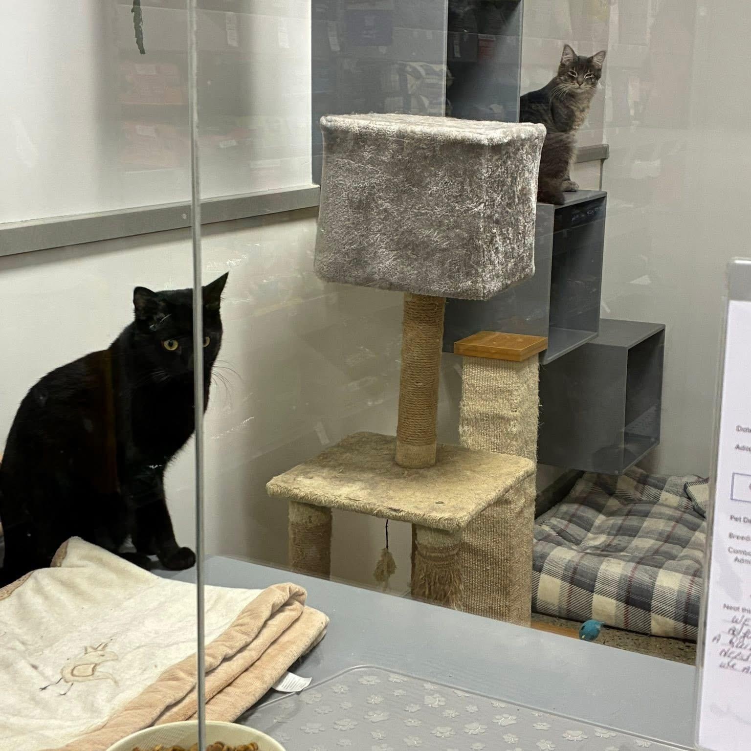 Enlarge Onyx, Gumpy and Snowball, a ADOPTABLE Domestic Short Hair in Bourne, MA image 3/5