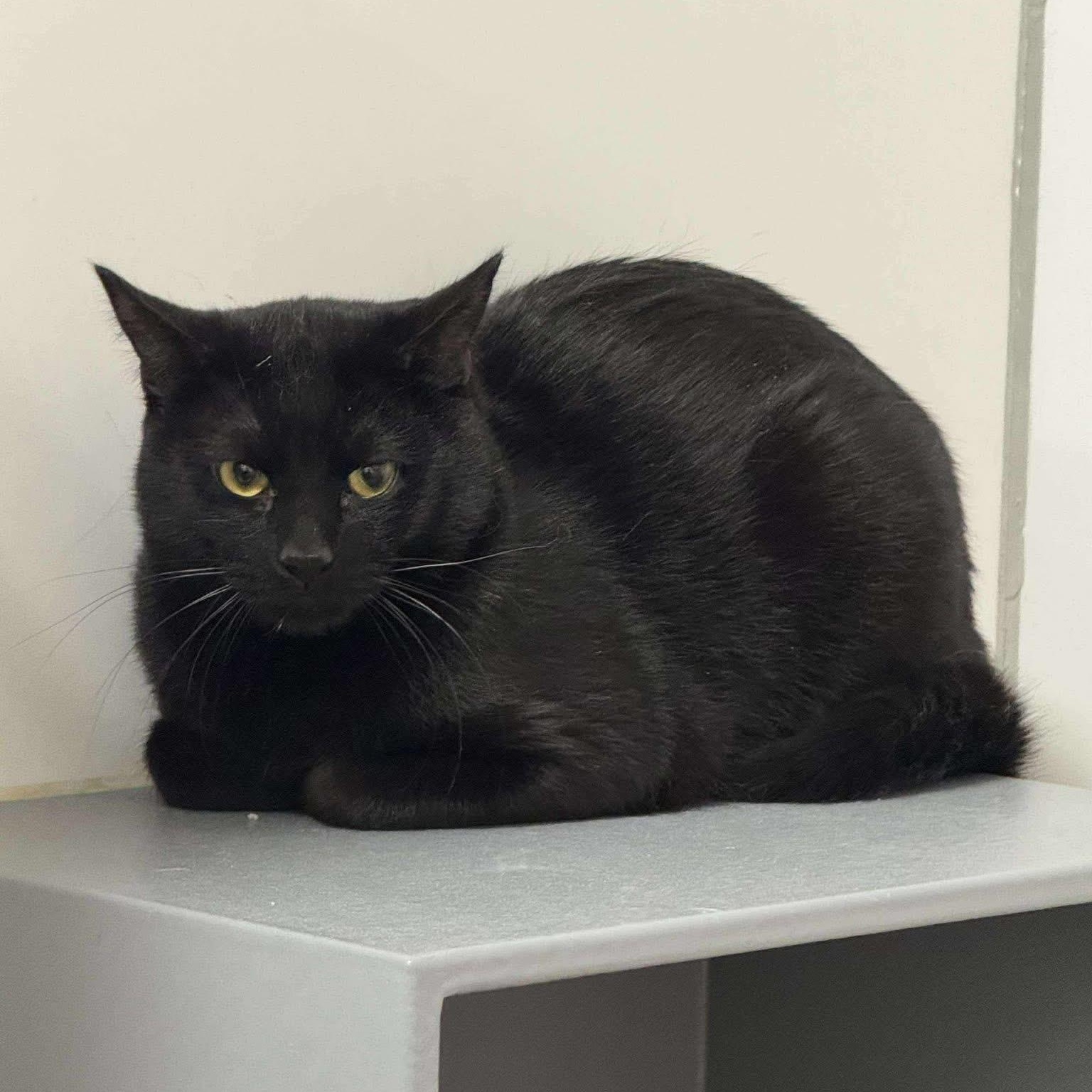 Enlarge Onyx, Gumpy and Snowball, a ADOPTABLE Domestic Short Hair in Bourne, MA image 1/5