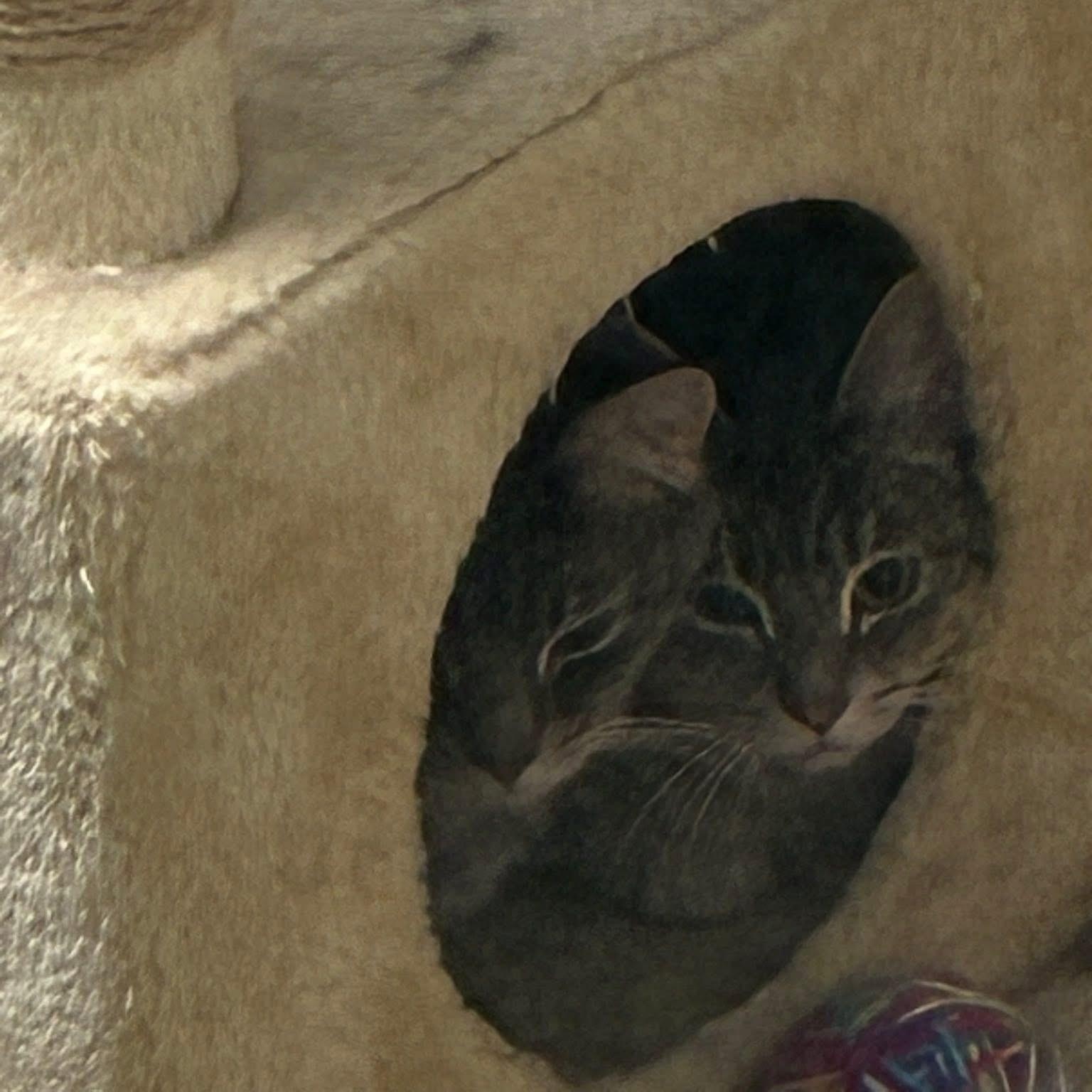 Enlarge Onyx, Gumpy and Snowball, a ADOPTABLE Domestic Short Hair in Bourne, MA image 2/5