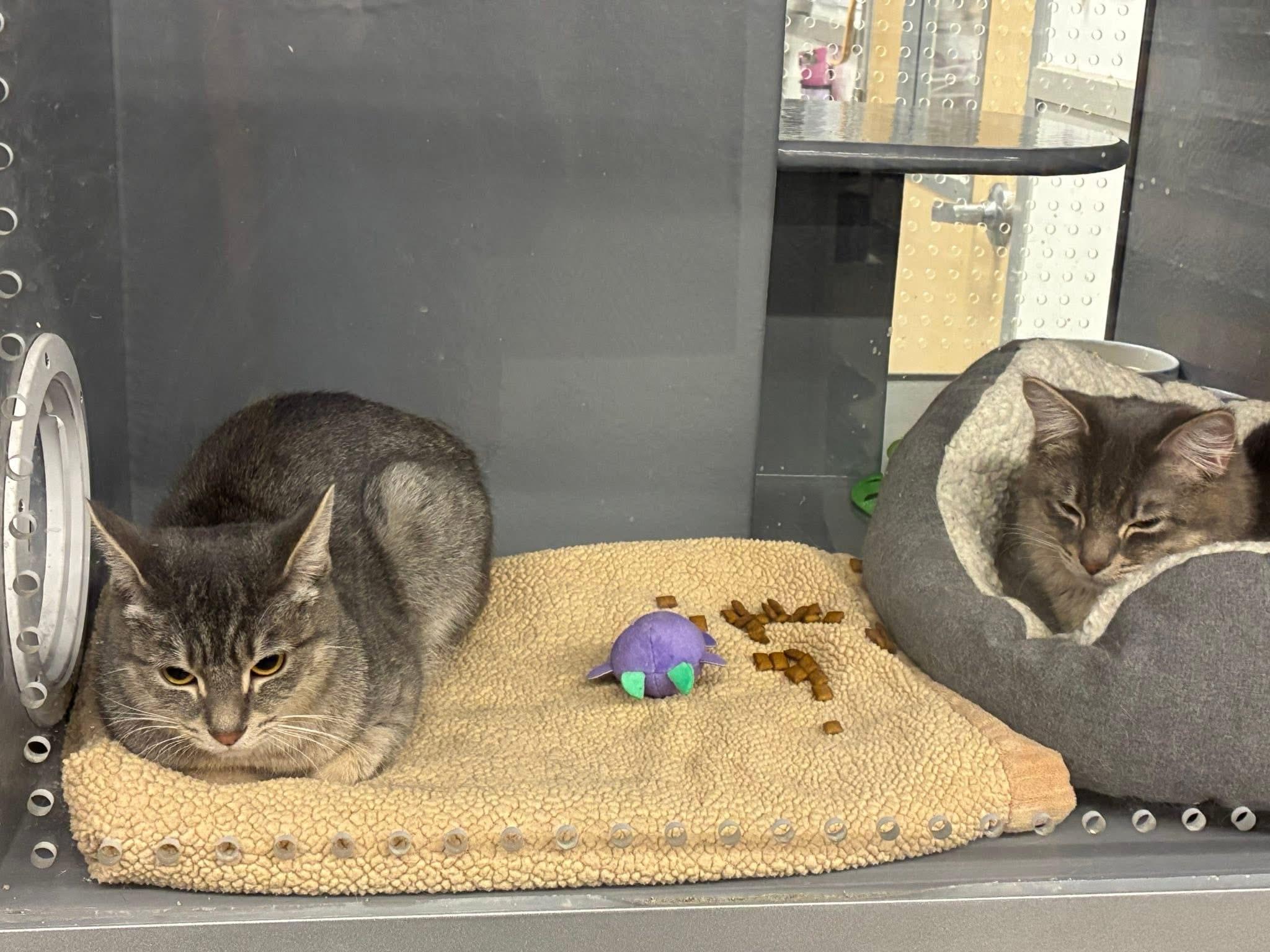 Enlarge Onyx, Gumpy and Snowball, a ADOPTABLE Domestic Short Hair in Bourne, MA image 4/5