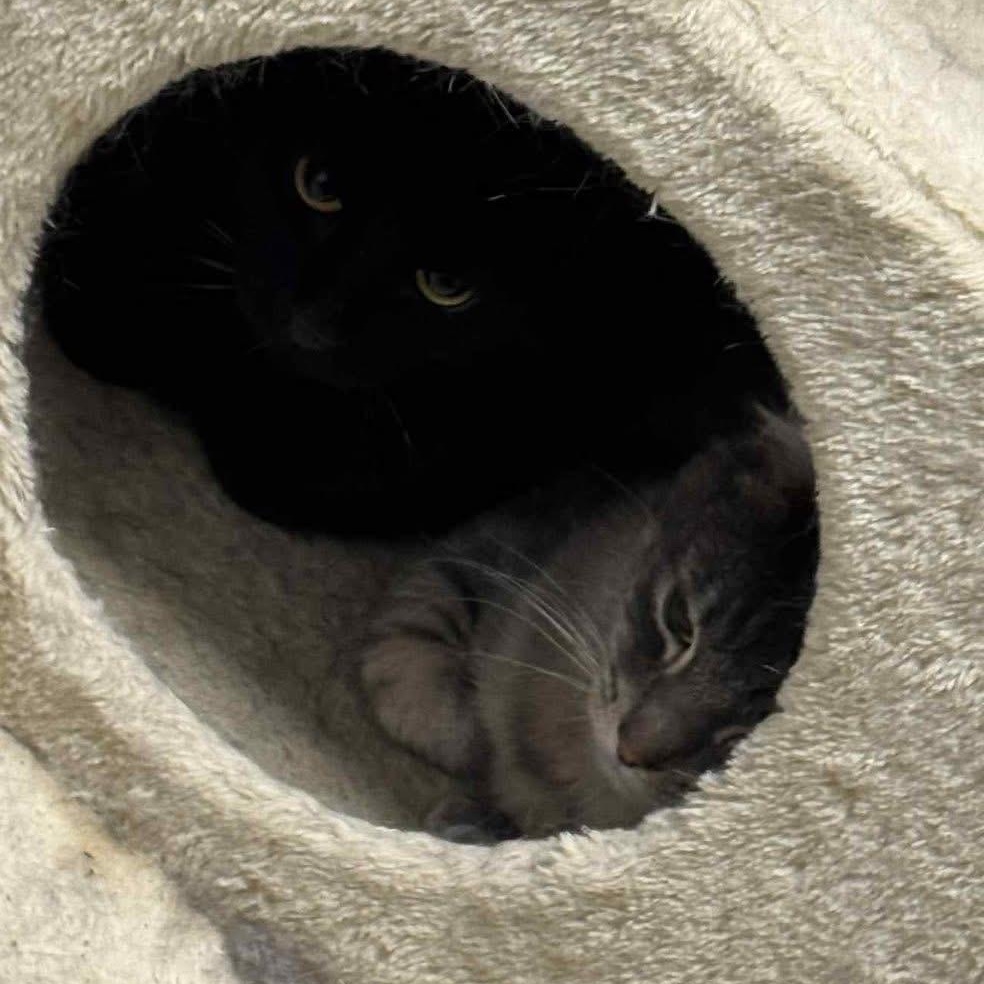 Enlarge Onyx, Gumpy and Snowball, a ADOPTABLE Domestic Short Hair in Bourne, MA image 5/5