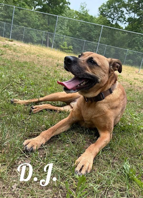 DJ, a ADOPTABLE mixed breed in Manistee, MI image 2/3