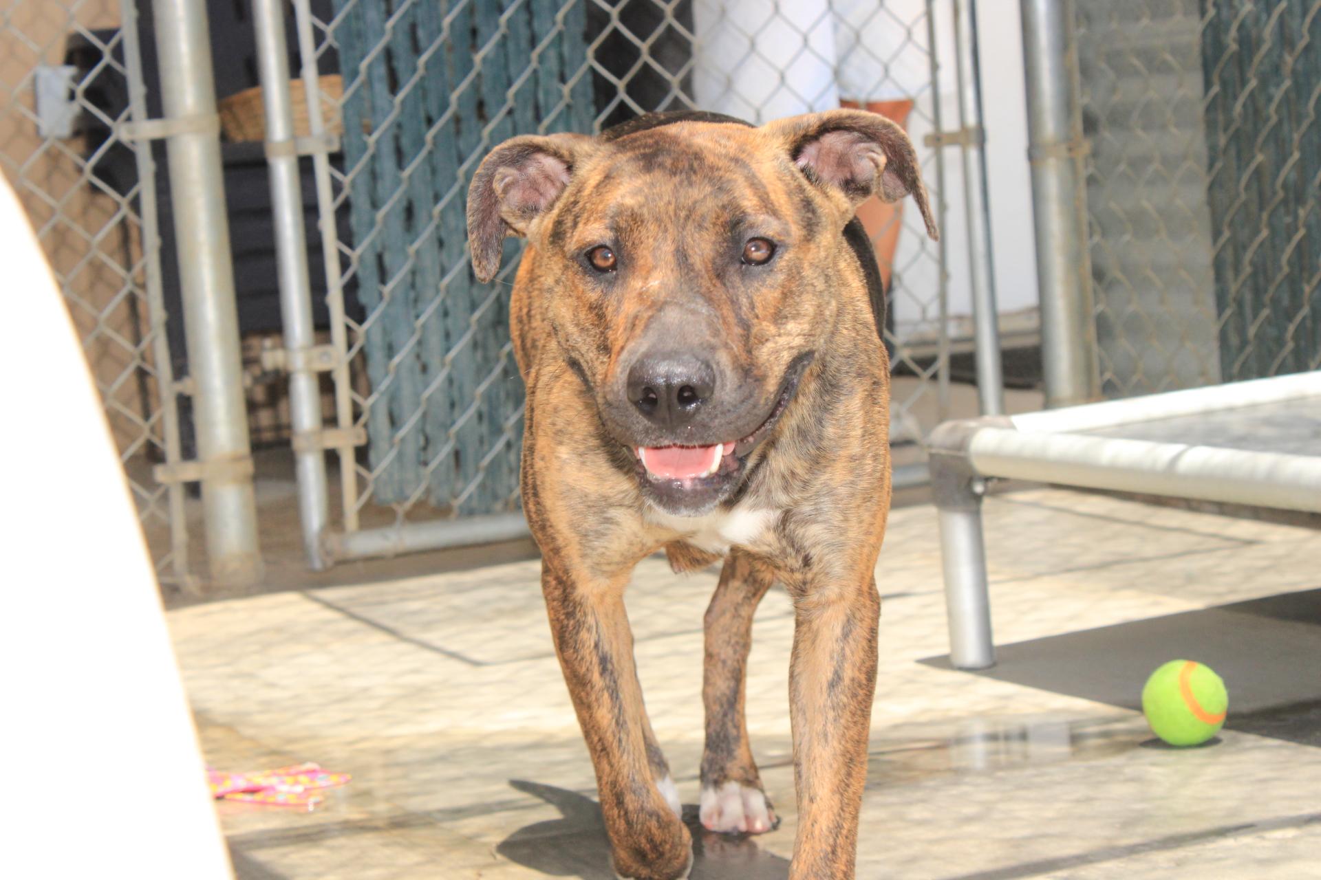 NOVA, a ADOPTABLE mixed breed in Joshua Tree, CA image 2/4
