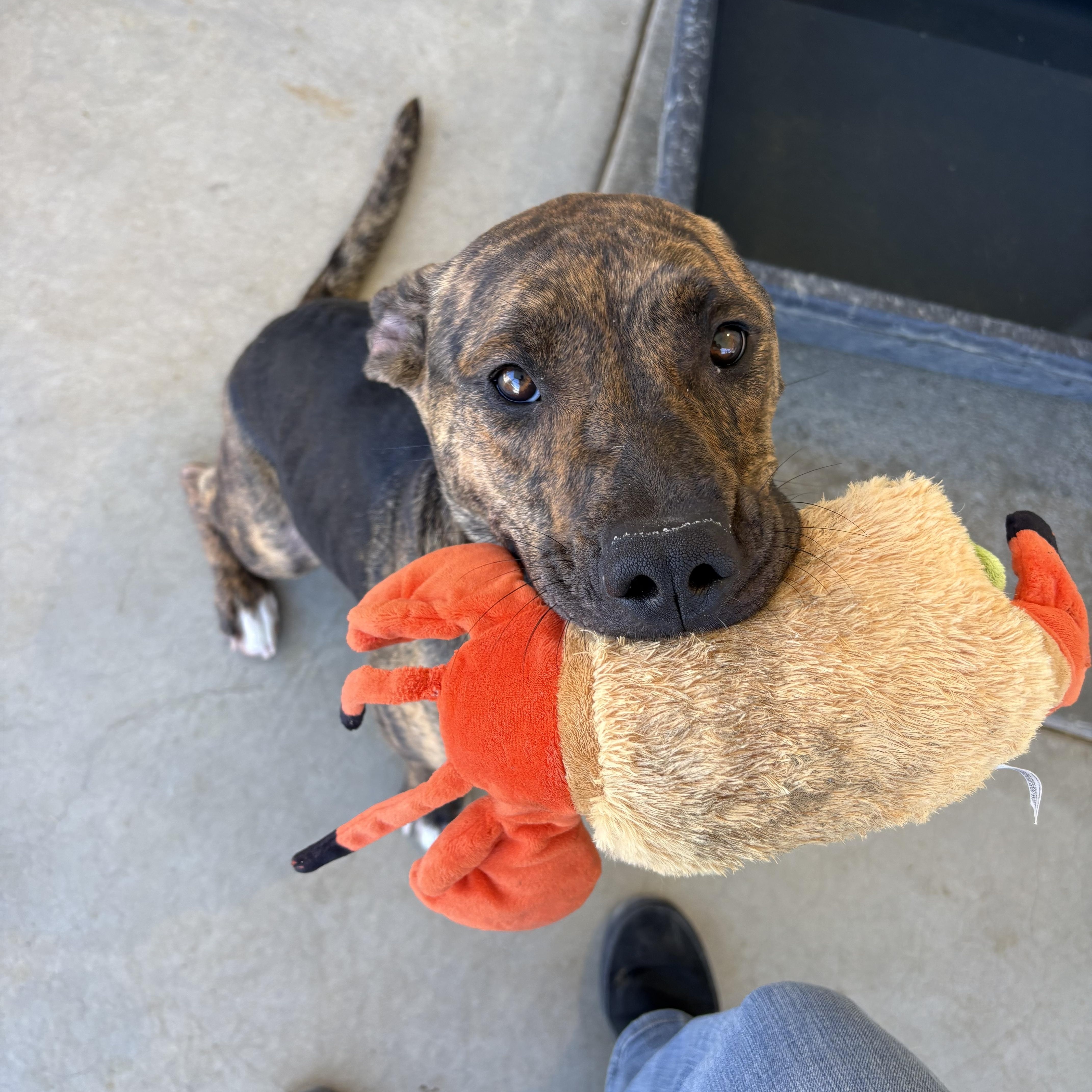 NOVA, a ADOPTABLE mixed breed in Joshua Tree, CA image 4/4