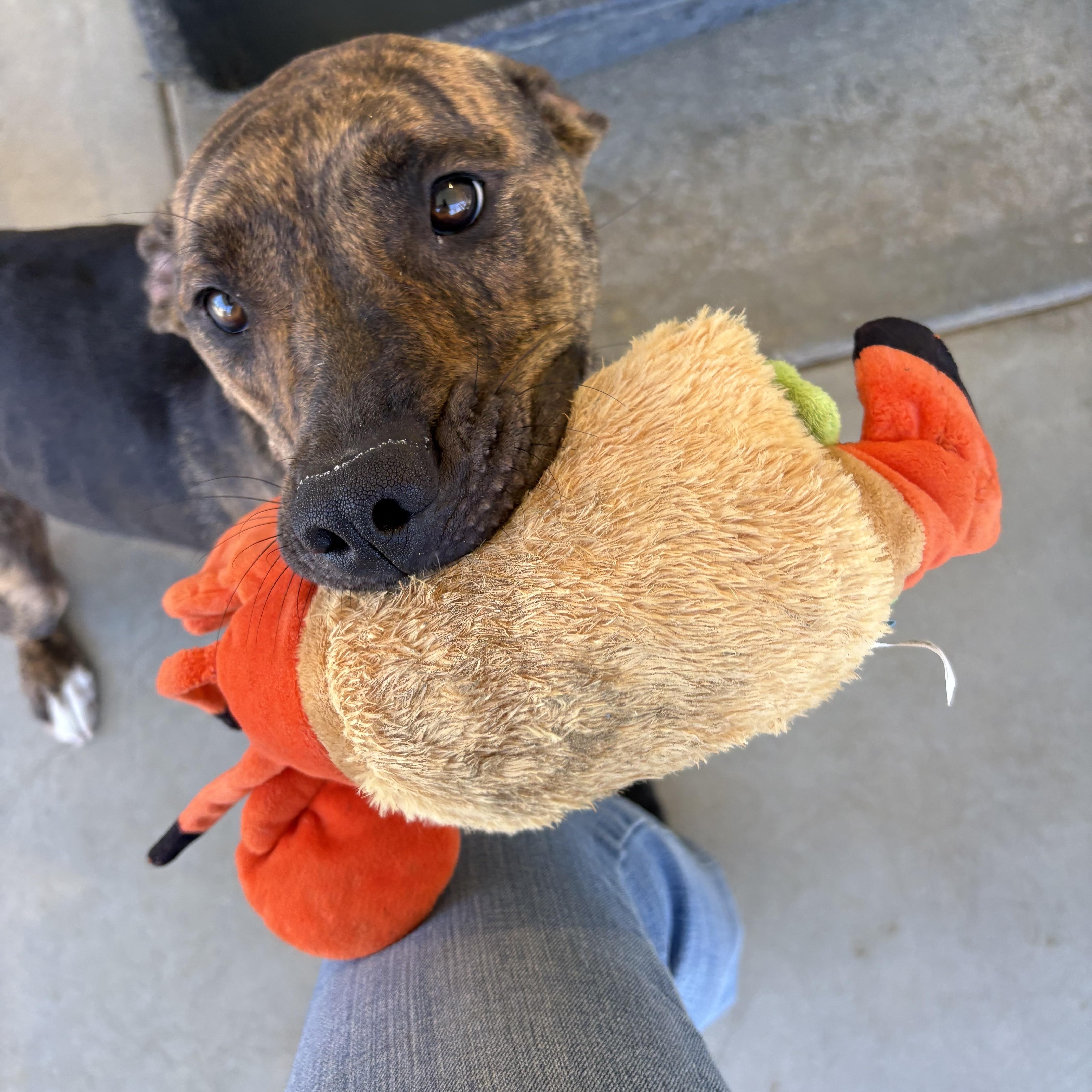 NOVA, a ADOPTABLE mixed breed in Joshua Tree, CA image 1/4
