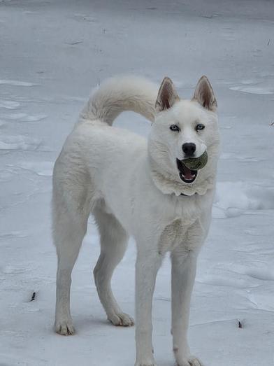 Zazu — thumbnail 2