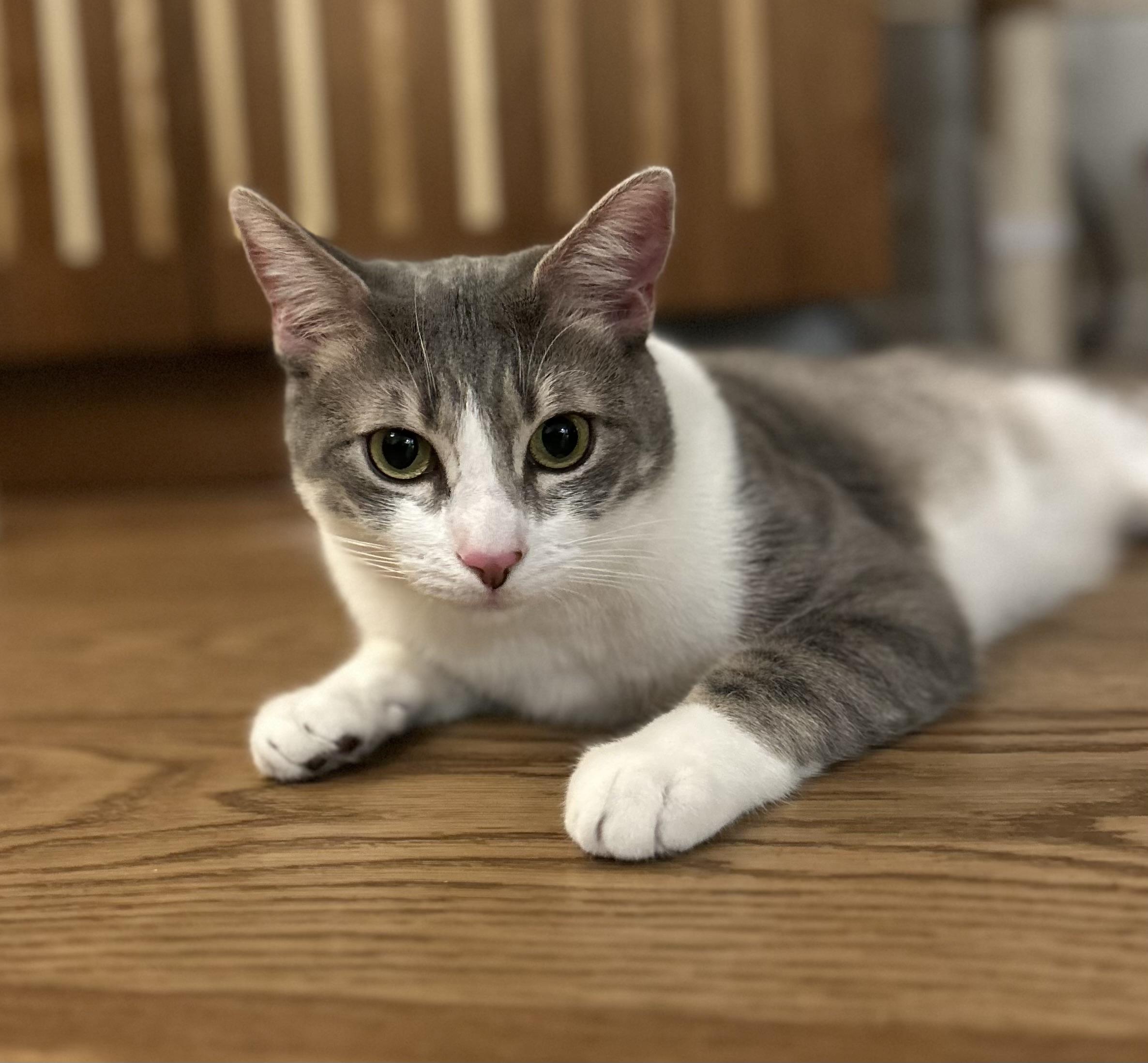 Catalope (bonded to Clawliflower) 6