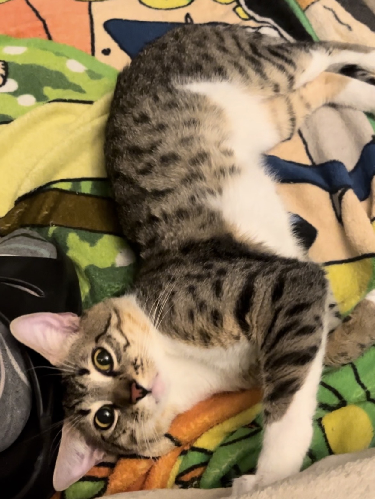 Catalope (bonded to Clawliflower) 5