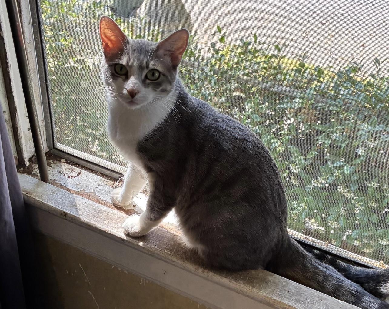 Catalope (bonded to Clawliflower) 3