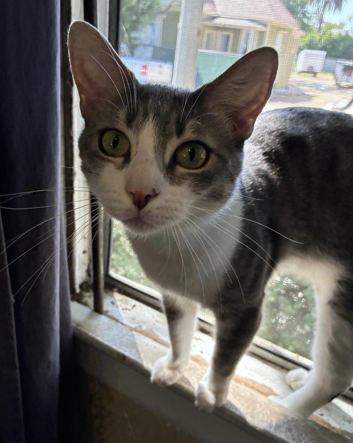 Catalope (bonded to Clawliflower)
