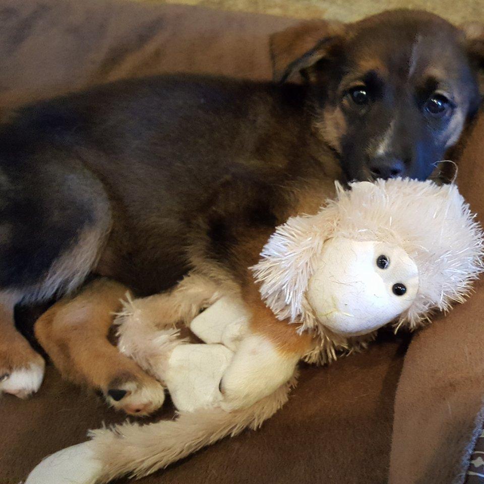 Camila *Valentina's Litter*Nka Luna, Adopted, Puppy Female German Shepherd Dog.