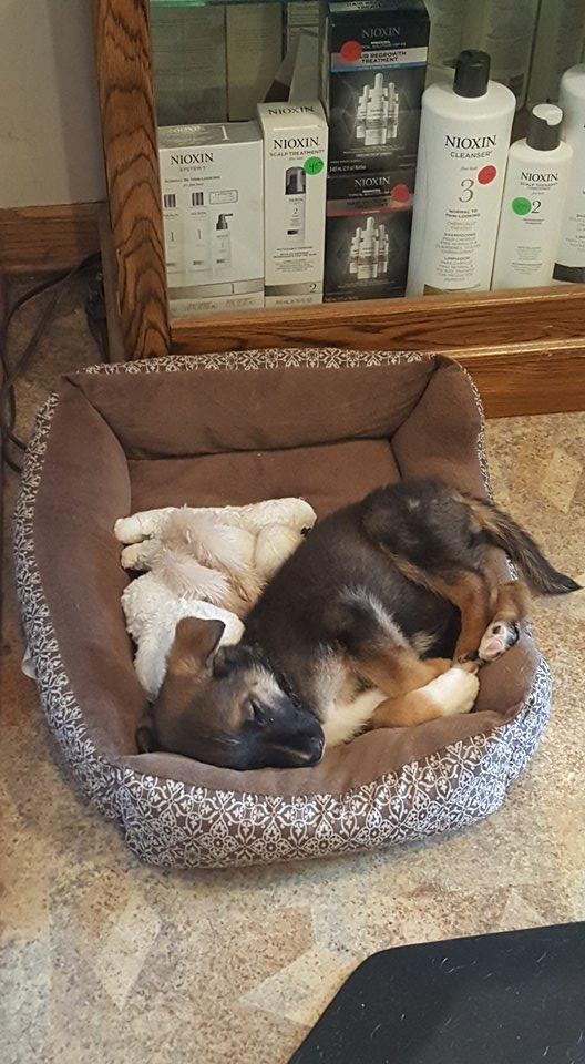 Camila *Valentina's Litter*Nka Luna, a Adopted German Shepherd Dog in Gretna, NE image 2/2
