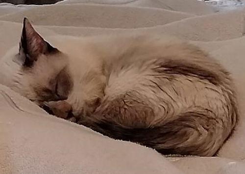 Snowball thumbnail 3