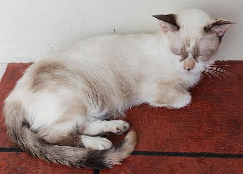 Snowball thumbnail 4