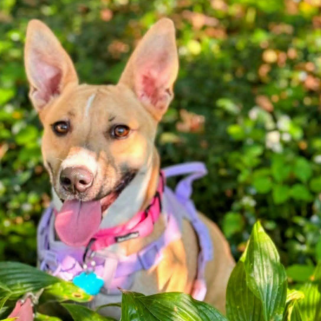 Macey, ADOPTABLE, Puppy Female Shepherd & Labrador Retriever.