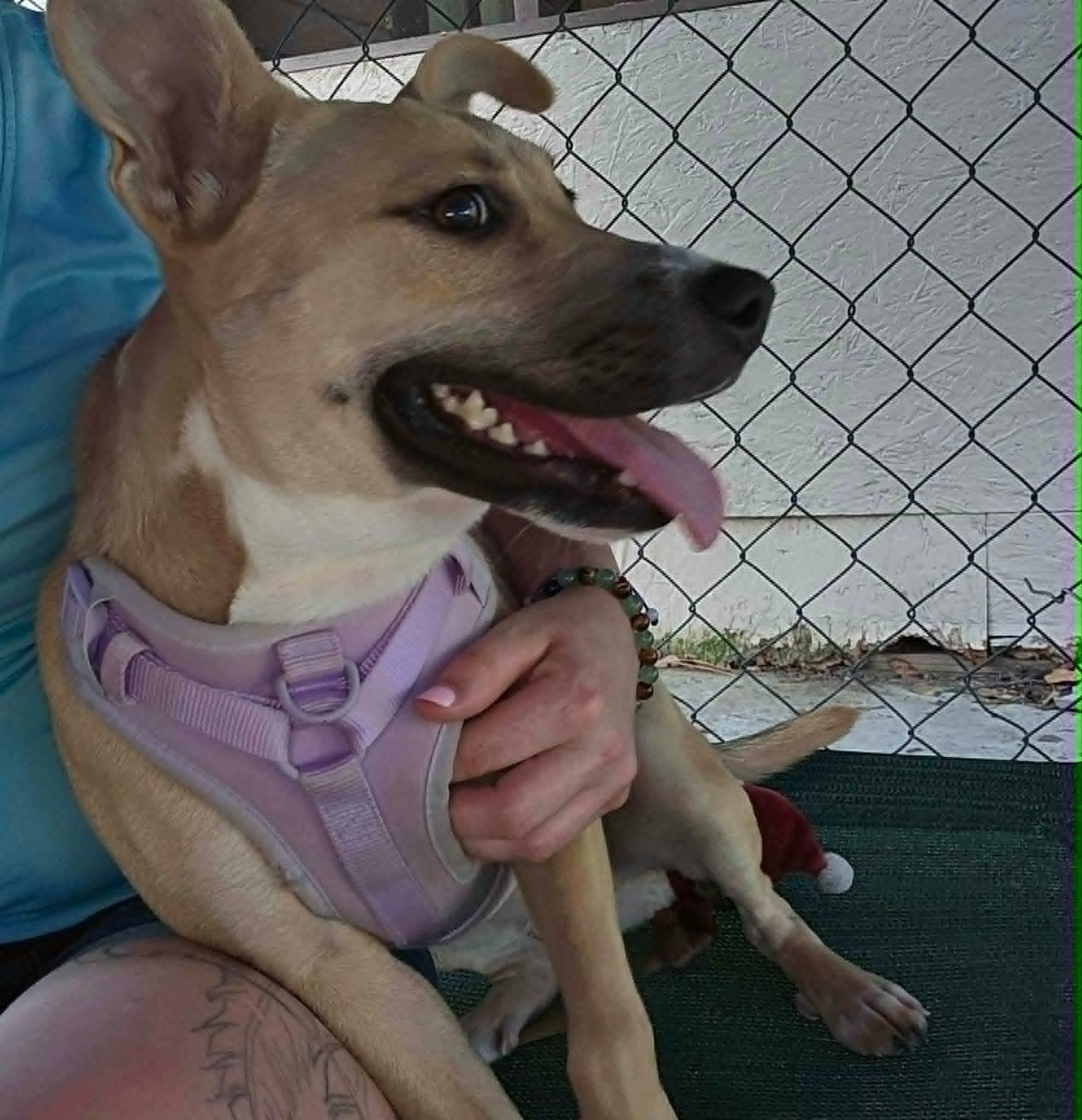 Macey, a ADOPTABLE mixed breed in North Berwick, ME image 2/2