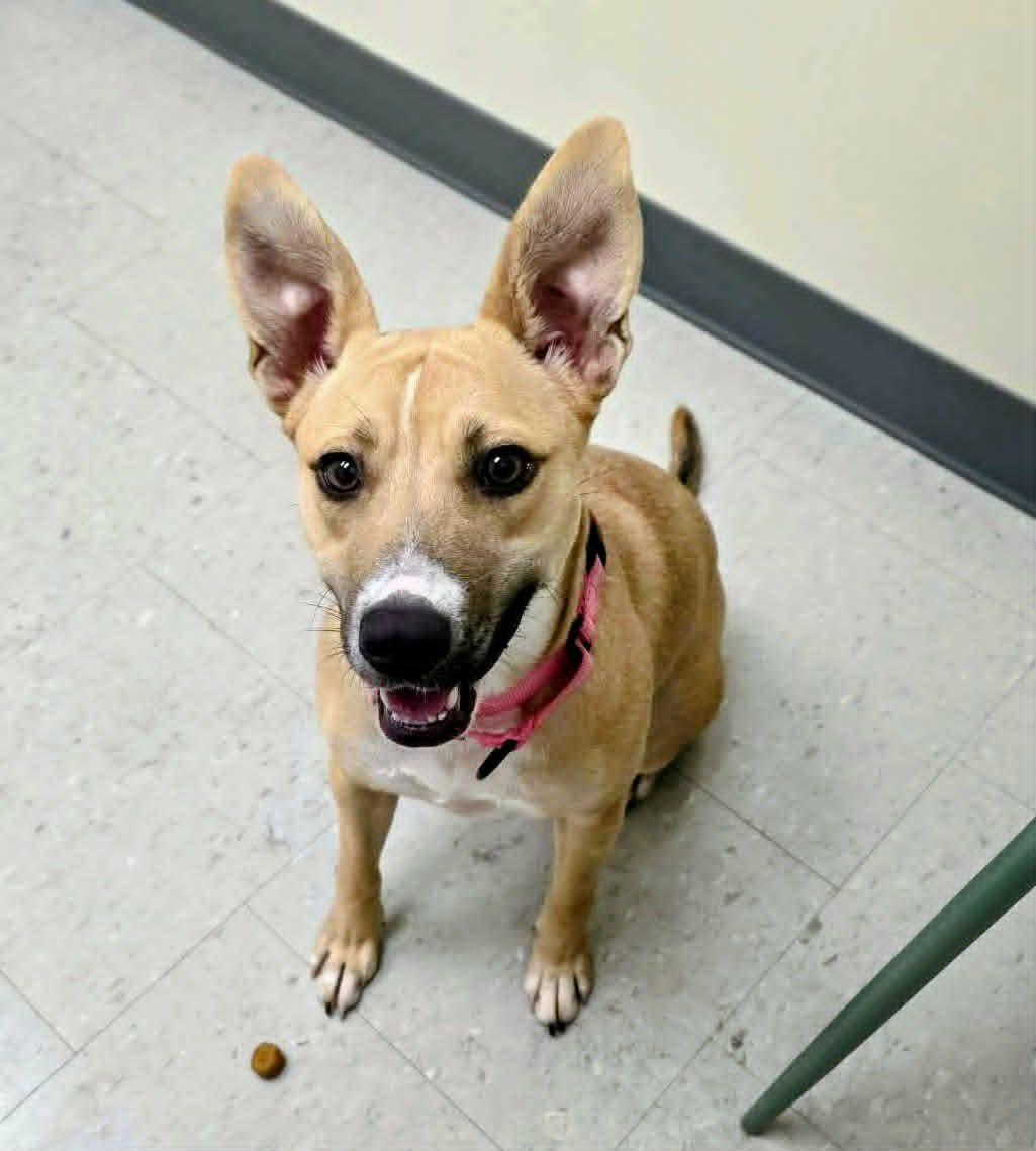 Macey, ADOPTABLE, Puppy Female Shepherd & Labrador Retriever.