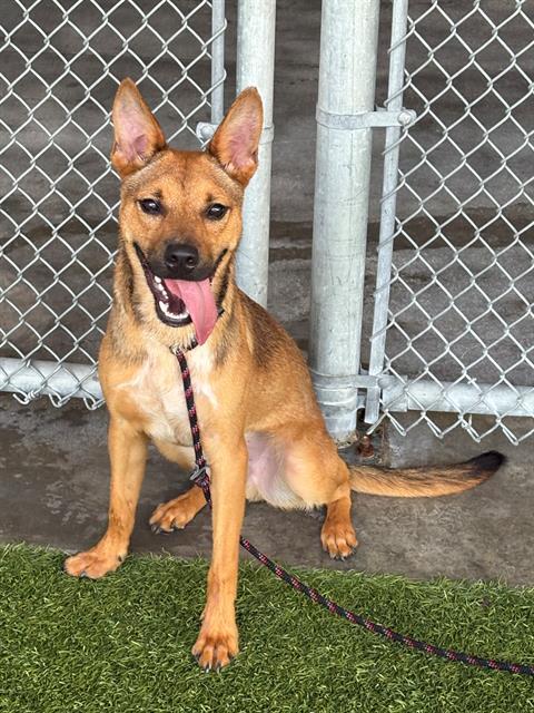 WABI, Adoptable, Young Male Black Mouth Cur.