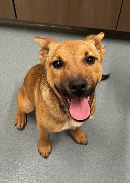 WABI, Adoptable, Young Male Black Mouth Cur.