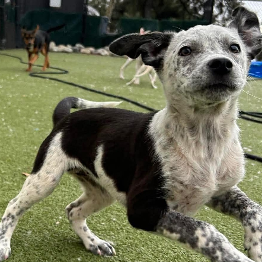 Enlarge Annika, a ADOPTABLE mixed breed in Stamford, CT image 3/6