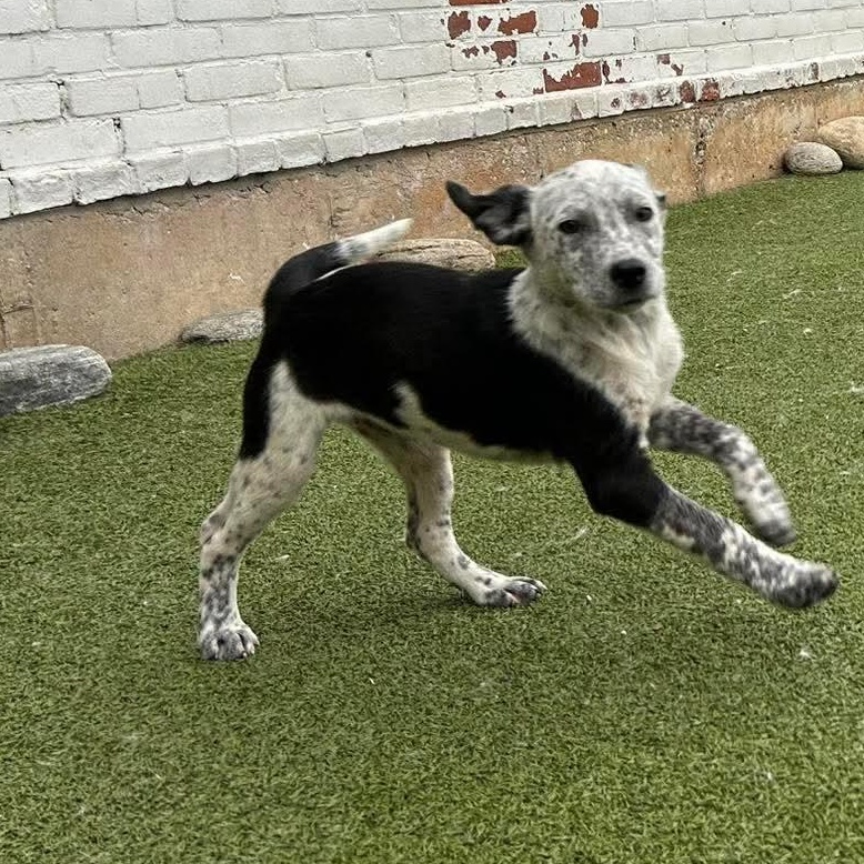 Enlarge Annika, a ADOPTABLE mixed breed in Stamford, CT image 2/6