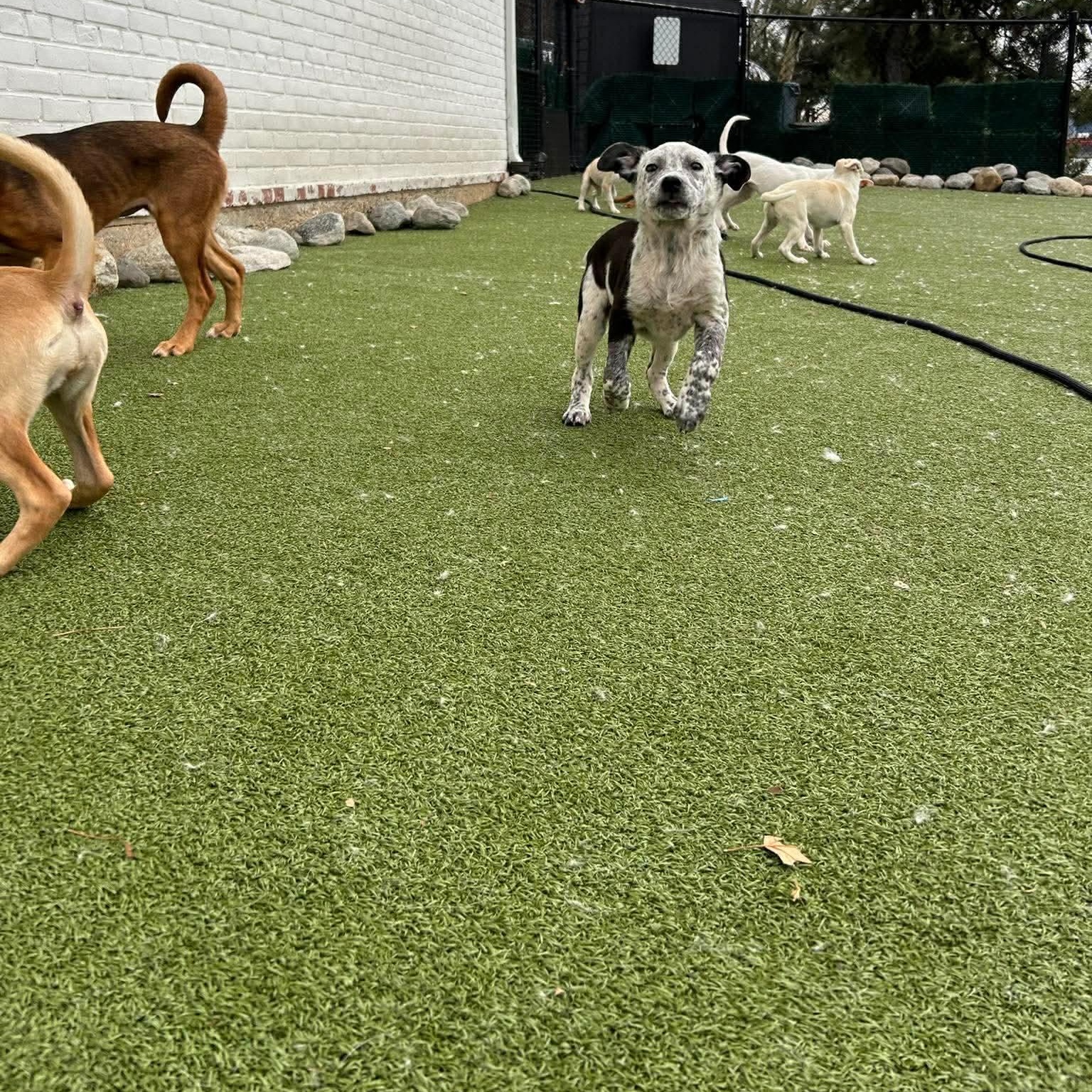 Enlarge Annika, a ADOPTABLE mixed breed in Stamford, CT image 6/6