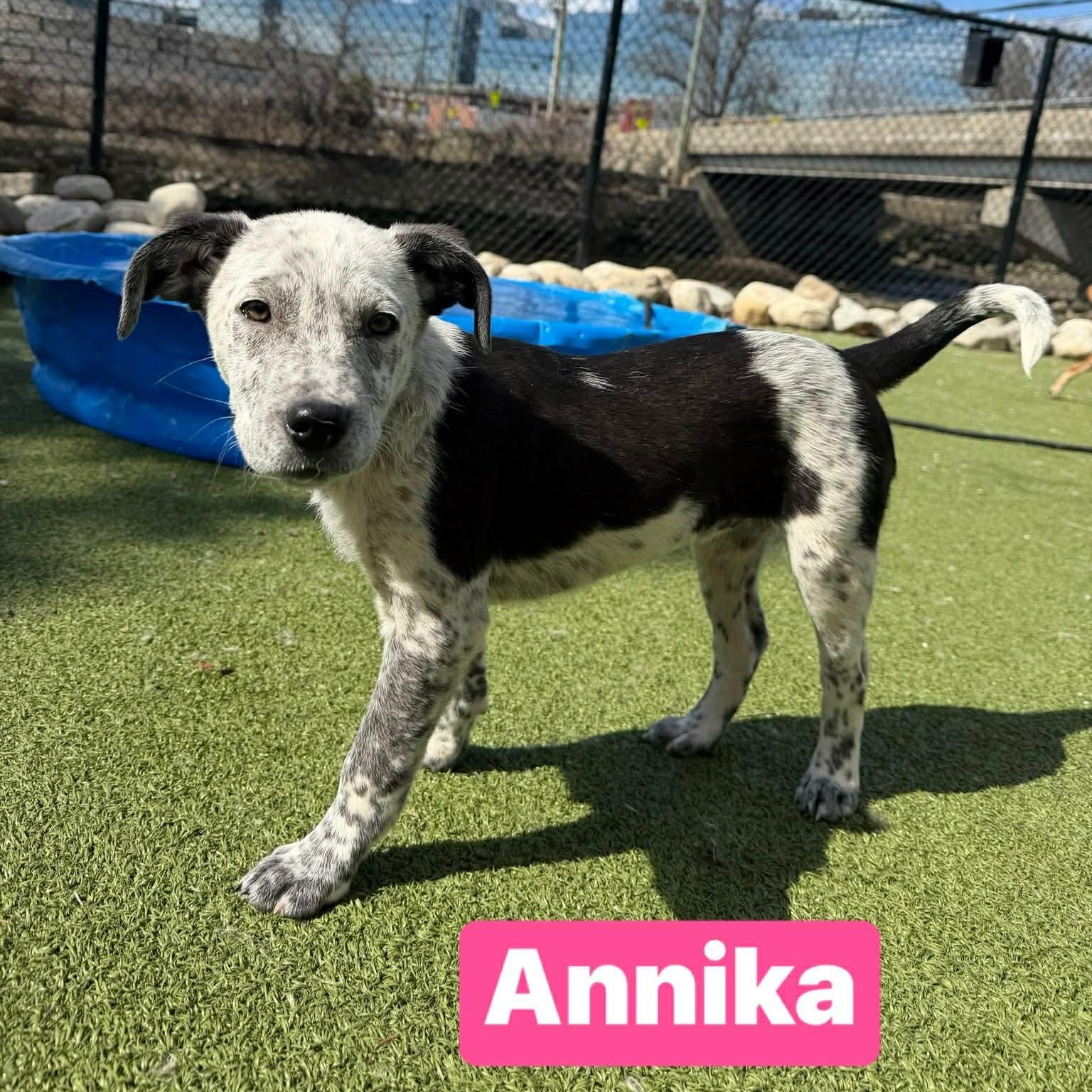 Annika, ADOPTABLE, Puppy Female Mixed Breed & Australian Cattle Dog / Blue Heeler.